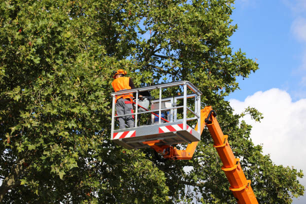 Matthews, NC Tree Removal and Landscaping Services Company